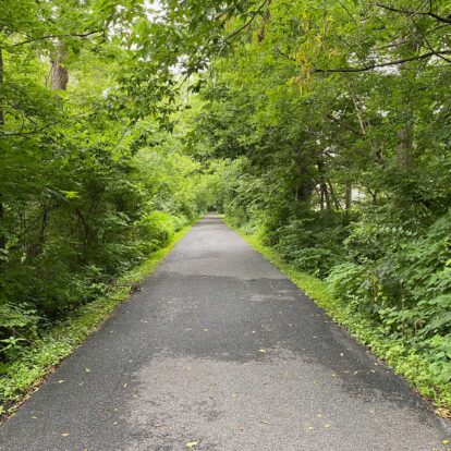 An empty path stretching into the distance surrounded by lush green trees