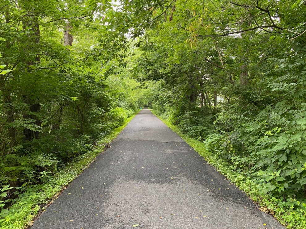 An empty path stretching into the distance surrounded by lush green trees